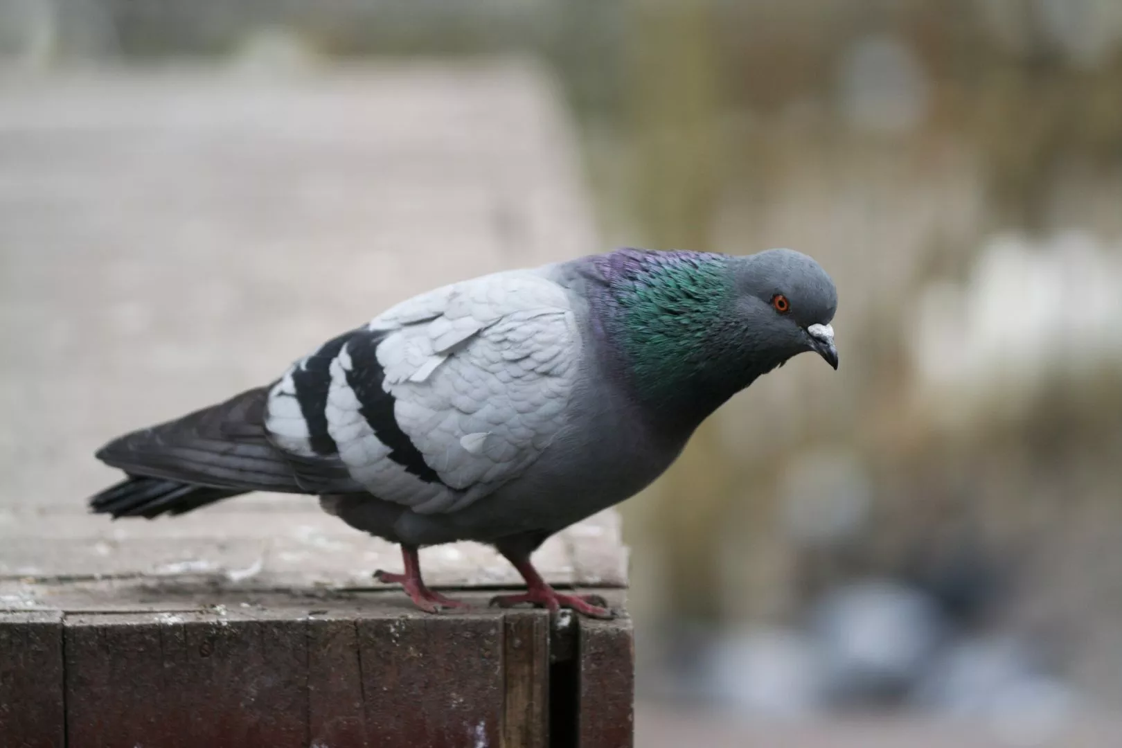 Bird Proofing Peterborough