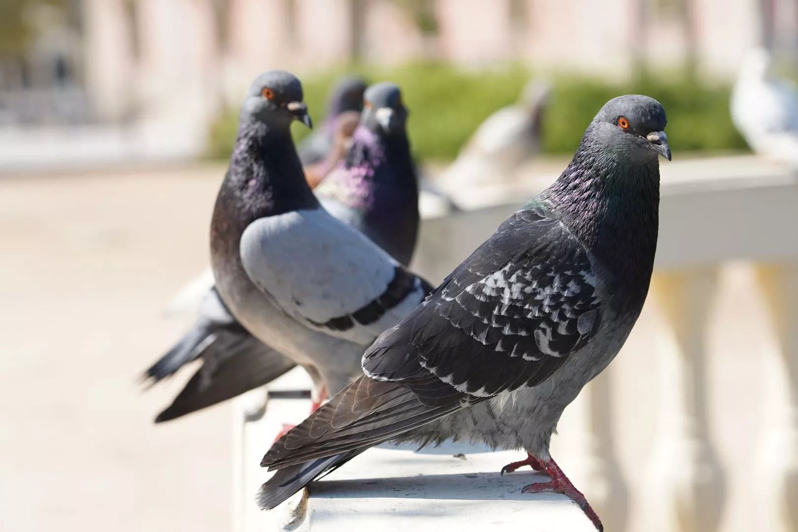 Why Bird Control is Essential for Public Health and Safety