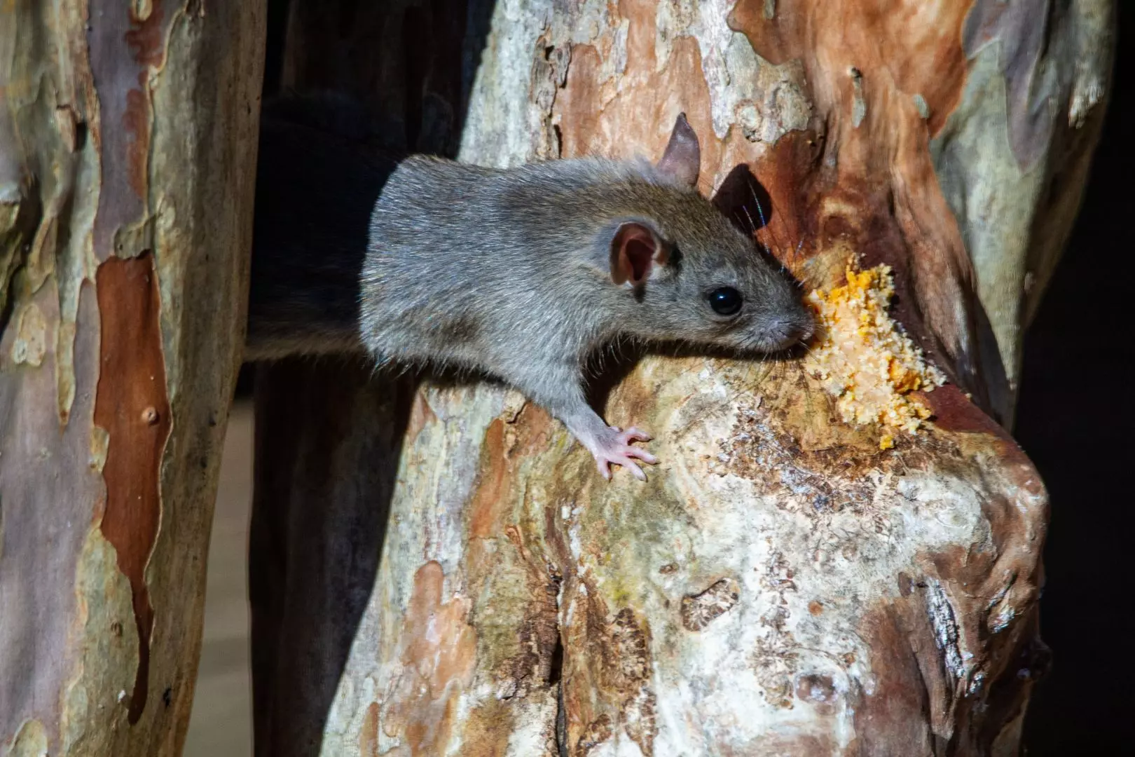 Rodent Control Peterborough | Rat and Mouse Removal