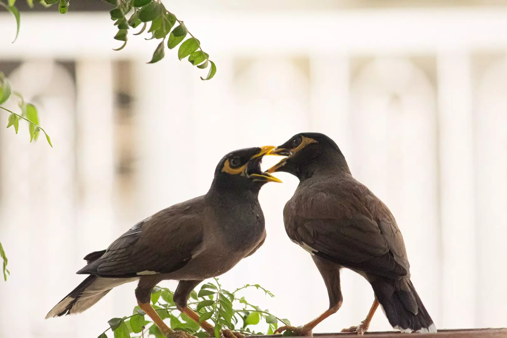 Aviation Safety - Why Bird Control is Essential