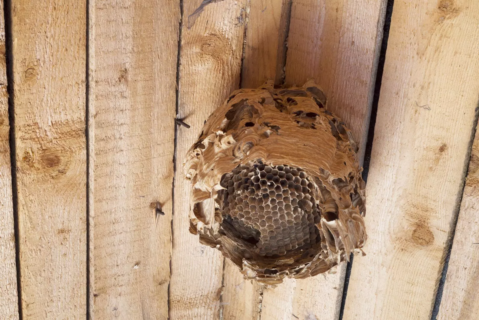 How to Identify a Wasp Nest and What to Do Next