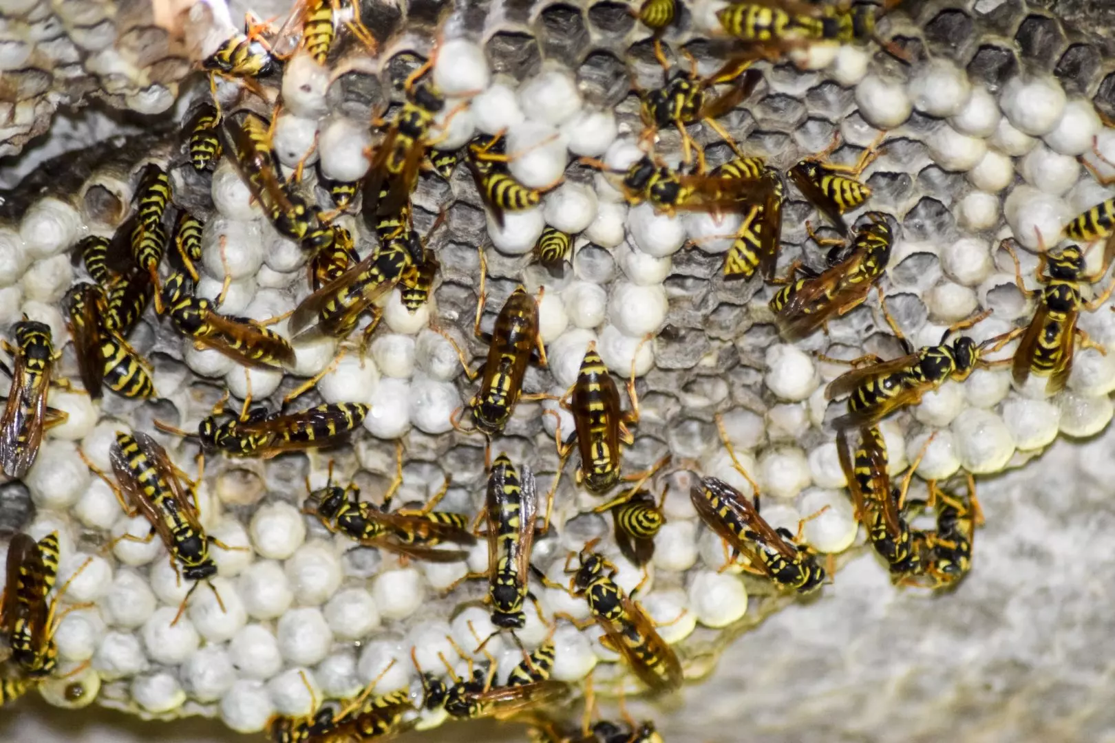 What to Do If You Find a Wasp Nest