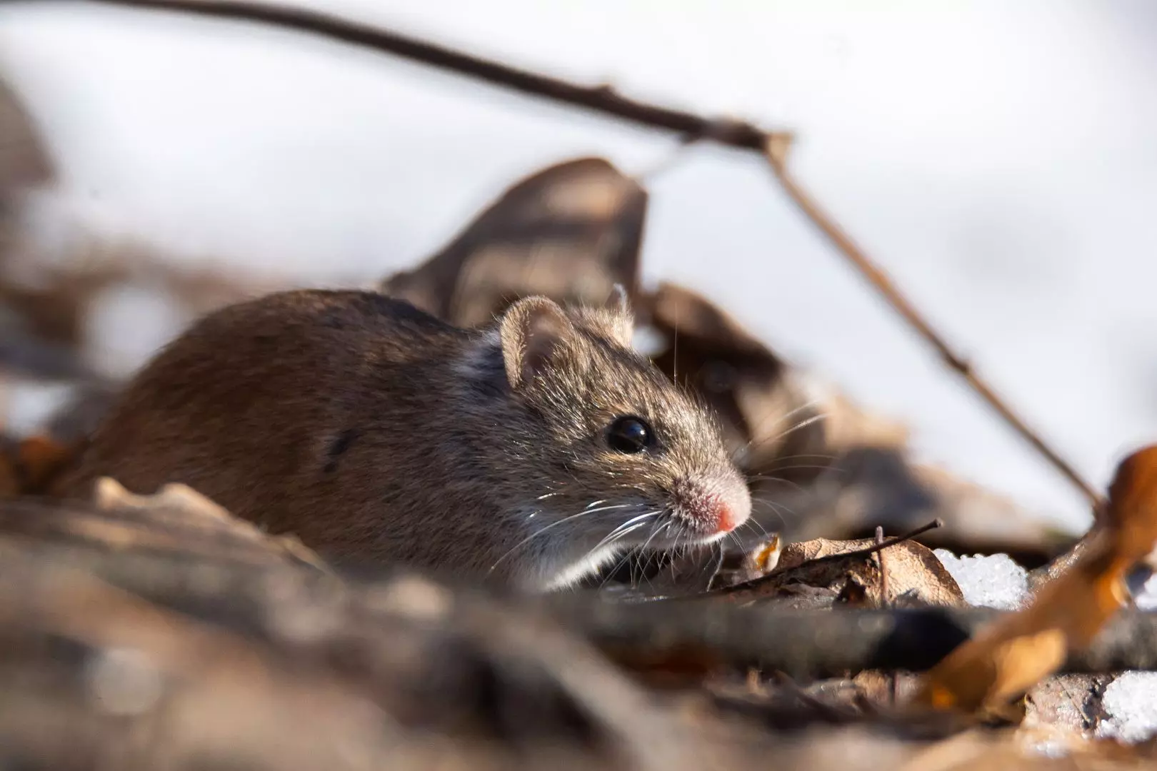 Rodent Control Peterborough